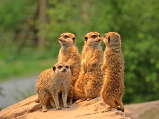 Stehende Erdmännchen (Suricata suricatta) 
