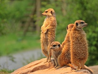 Stehende Erdmännchen (Suricata suricatta) 
