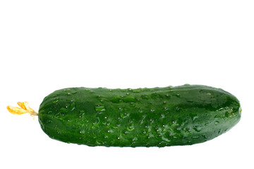 Fresh cucumbers are isolated on a white background