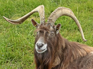 Thüringer Waldziegenbock 
