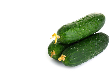 Fresh cucumbers are isolated on a white background