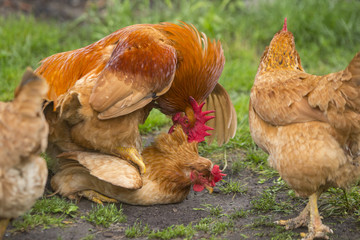 Rooster and chickens grazing on the grass