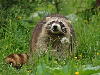 Fressender Waschbär (Procyon lotor) 
