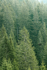 Green coniferous forest with old spruce, fir and pine trees