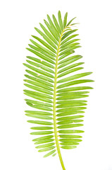 Green leaf of palm tree on white background