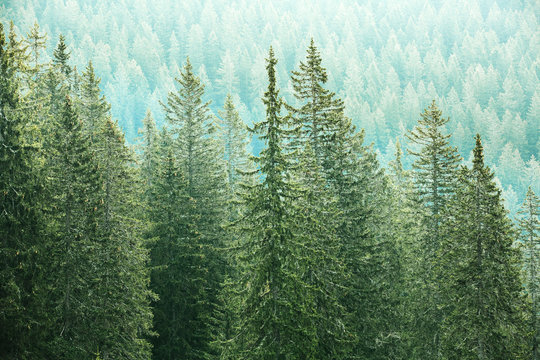 Green coniferous forest with old spruce, fir and pine trees