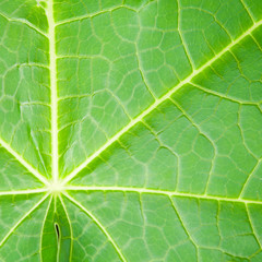 Texture of a green leaf as background