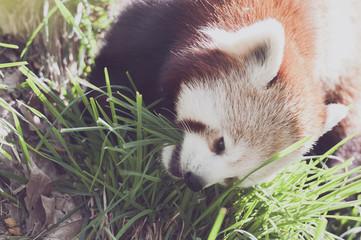 Panda roux