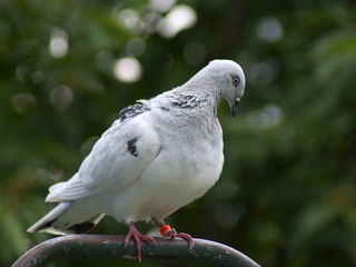 gołąb