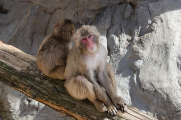 Japanese macaque 