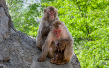 Naklejka na ściany i meble Japanese macaque 