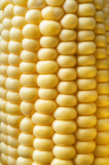Sweetcorn Cob Close Up