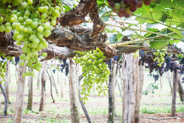 Ripe grapes in his vineyard