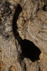 Olive tree bark, Apulia, Italy, Europe