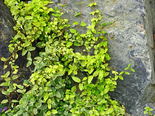 Green ivy on a grey stone.