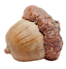 Brown acorn fruits, close up, isolated, white background.