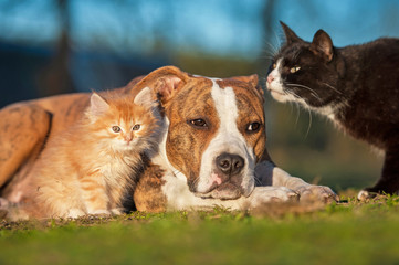 American staffordshire terrier dog with cats