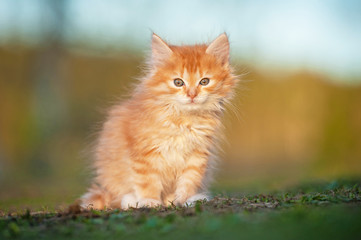 Naklejka na ściany i meble Little red kitten sitting outdoor