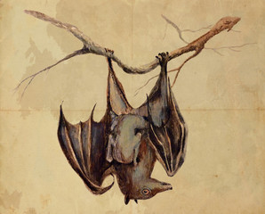 Bat - An hand painted illustration on paper © kuco
