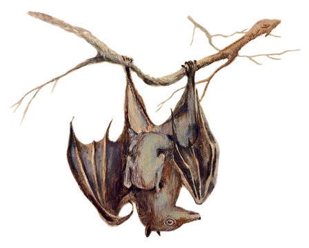Bat - An hand painted illustration on white