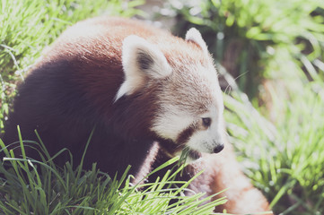 Panda roux