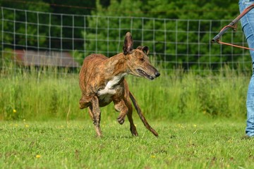 rennender Galgo