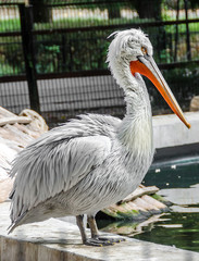 Colored pelecanus bird, close up, zoo garden