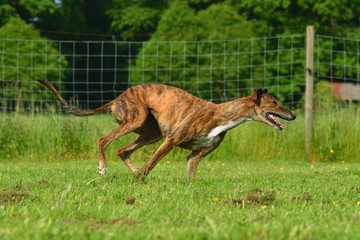 rennender Galgo