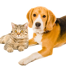 Portrait of a beagle and cat Scottish Straight together