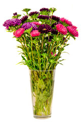 Vivid colored Callistephus chinensis flowers, transparent vase