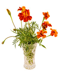 Orange Tagetes flowers in a transparent vase, isolated