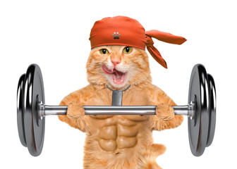 Fitness cat lifting a heavy big dumbbell.