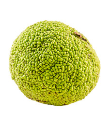 Green fruit of Maclura pomifera, Osage orange