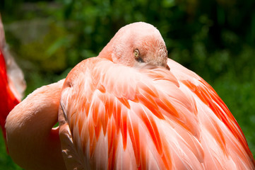 pink flamingo       