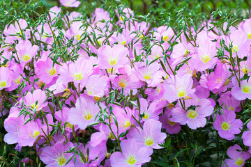 Beautiful vivid purple spring flower bush bellflower