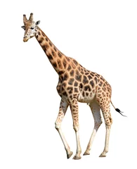 Papier Peint photo Lavable Girafe girafe isolé sur fond blanc