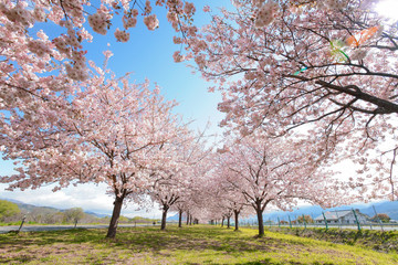 Obraz premium サクラ・長野県