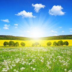 Spring landscape with dandelions on the meadow 