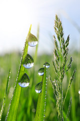 Panele Szklane Podświetlane  Świeża zielona trawa z wodą spada zbliżenie. Tło natury