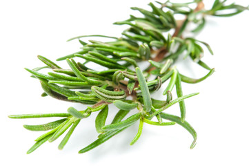 fresh rosemary isolated on white background