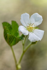 Obraz premium Cloudberry flower