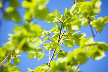 spring leaves