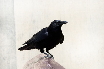 crow