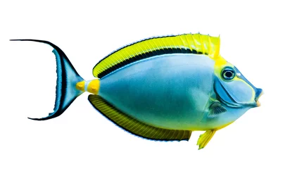 tropischer Fisch © Ievgen Skrypko