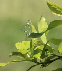 Libellules
