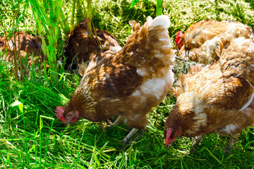 egg-laying hens in the yard