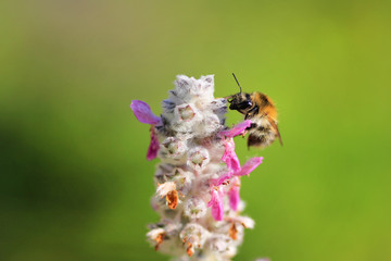 Single bee on a flower, summertime