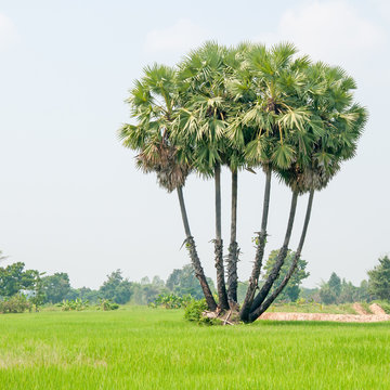 sugar palm trees surrounded with rice field