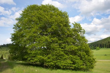 Buche - Fagus
