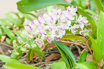 Obraz na płótnie Canvas Pink Orchid Flowers - Rhynchostylis